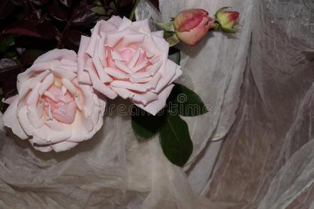 浅粉色玫瑰