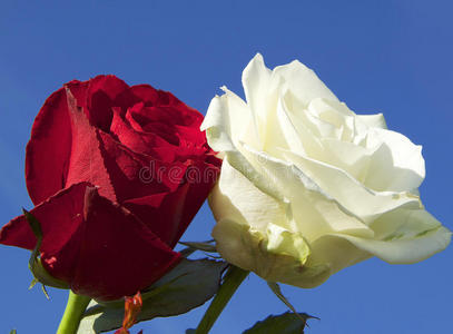 红色和白色插画