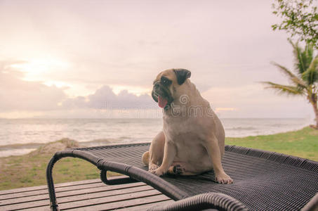 独自可爱的小狗舌头伸出悲伤，独自坐在沙滩椅子上，夏天的大海，看着多云的日落