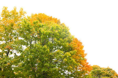 绿黄色的枫树在秋天的白色天空背景上