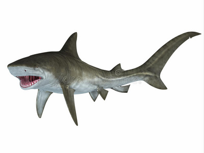 有机体 威胁 盐水 老虎 鲨鱼 插图 惠特 海的 海底 动物