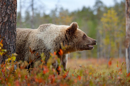 棕色熊的详细面部肖像。 美丽的棕色大熊绕着湖走，带着秋天的颜色。 自然界中危险的动物