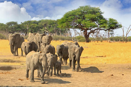 冒险 假日 动物 经验 大象 开车 标志性的 游戏 目的地