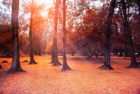 秋天的森林景观与阳光的光芒。