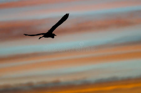 当它飞翔时，巨大的蓝色苍鹭在夕阳的天空中剪影