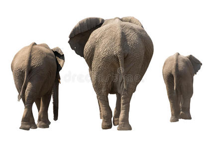 大象家族，背面，散步，孤立在白色的巴上