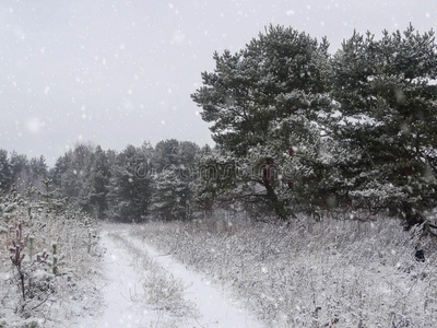 圣诞节的冬天背景有雪和树