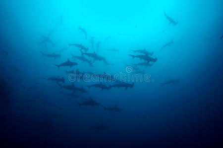 蓝底螳螂向你走来深蓝海洋背景下的螳螂白鳍鲨蓝底螳螂manta under