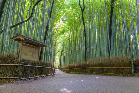 荒山竹林