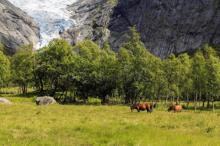 旅游业 冰川 悬崖 自然 挪威语 放牧 旅行 挪威 夏天