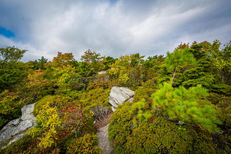 早秋的颜色在山，在林维尔峡谷的边缘，在皮斯加国家森林，北卡罗莱纳州。