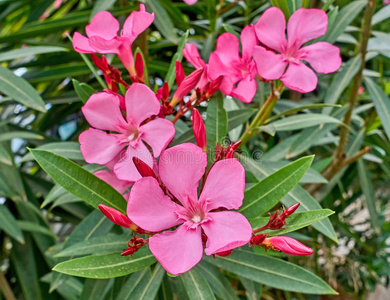 灌木 公园 植物区系 草本植物 植物学 春天 夹竹桃 玫瑰