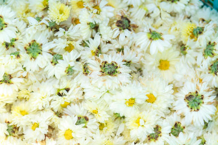 白菊花