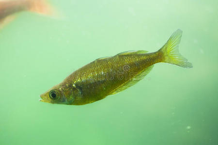 彩虹鱼 放射虫 三文鱼 自然 贾亚 爱尔兰语 动物 印度尼西亚语