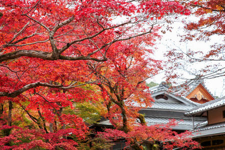 十一月 树叶 京都 落下 日本人 风景 季节 池塘 建筑学