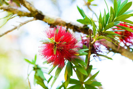 植物学 澳大利亚人 雄蕊 澳大利亚 美丽的 春天 植物区系