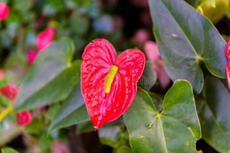 绿底红掌花