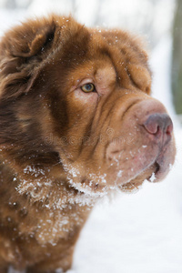 冬犬画像