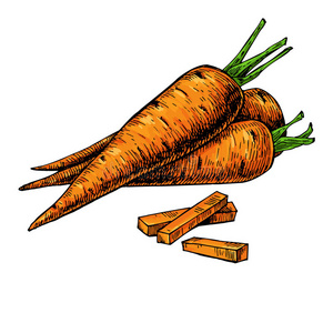 胡萝卜手绘矢量插图。 孤立的蔬菜艺术