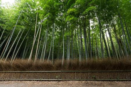 日本京都的阿拉山竹林