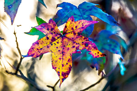 秋天的树叶装饰着美丽的自然背景