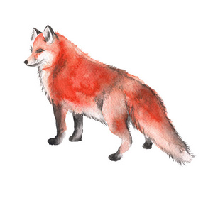 本能 自然 森林 狐狸 光栅 插图 有趣的 狩猎 动物 美丽的