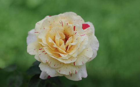 乳白色黄色玫瑰花带红色条纹的特写
