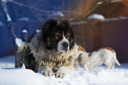成年白种人牧羊犬躺在外面一个寒冷的冬天