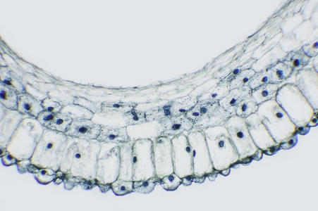 显微照片 科学 显微镜 繁殖 百合花 生物学 百合 植物