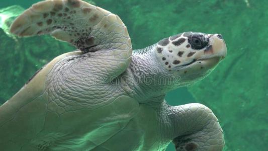 乌龟 爬行动物 动物群 海龟 自然 生活 海洋 野生动物