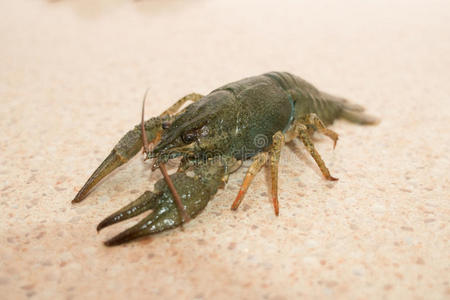 饮食 食物 海鲜 自然 海洋 龙虾 淡水 生活 动物 新的