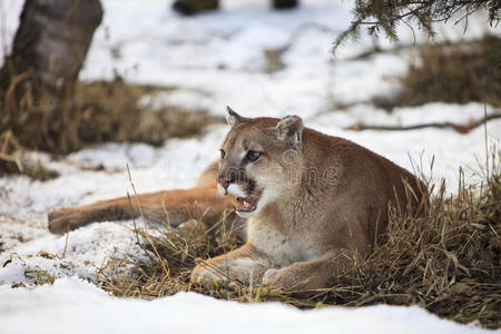 美洲狮 哺乳动物 猎物 猎人 狮子 米卡埃尔 彪马 跟踪