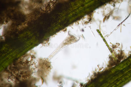 微生物 漏斗 科学 形式 研究 过滤 生物学 底栖生物 显微镜