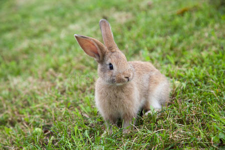 小兔子在草地上