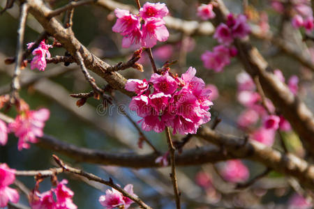 樱花，樱花