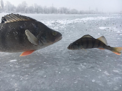 闲暇 小溪 垂钓 国家 自然 淡水 眼睛 诱饵 放松 抓住插画