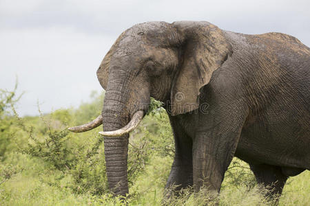 稀树草原 灭绝 克鲁格 国家的 风景 动物 哺乳动物 大象