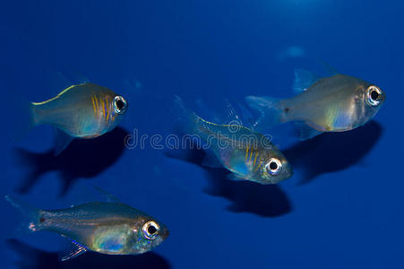 印第安人 红鱼 喀里多尼亚 岛屿 生活 珊瑚 海的 莫桑比克