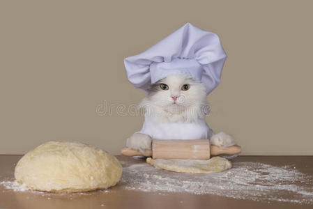 猫把面团准备好烤