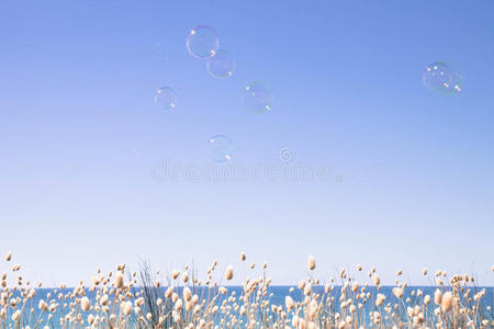 泡泡漂浮在空荡荡的夏天的天空中，底部边缘有一条开花的兔子尾巴草照片