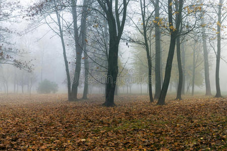 秋天的雾