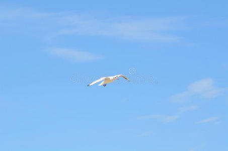 一只白色的海鸥在飞翔