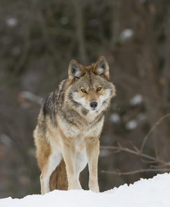 一只孤独的郊狼x28CanisLatransx29在加拿大散步和狩猎冬季的雪