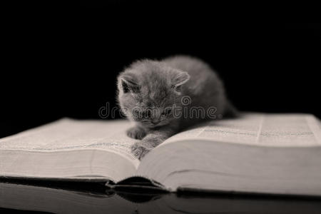 小猫在看书