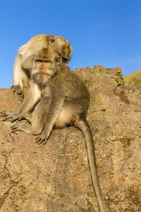 一对猴子在开放的大自然中，互相照顾。 在VulcanBaturBali上。 海拔2000米的高度。 的