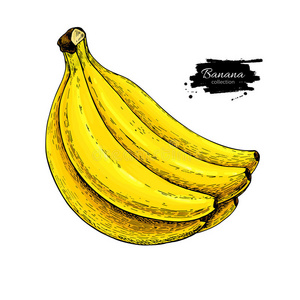 香蕉束矢量图。 白色背景上孤立的手绘物体。 夏日水果艺术