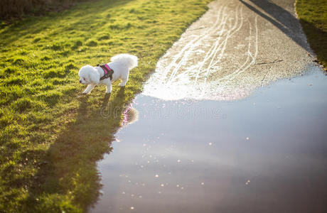 动物 夏天 水坑 季节 宠物 春天 围绕 犬科动物 天气