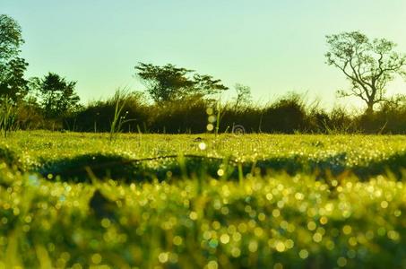 早晨绿草和阳光的田野