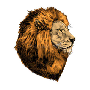 国王 狮子 自然 距离 非洲 绘画 动物 鬃毛 颜色 哺乳动物