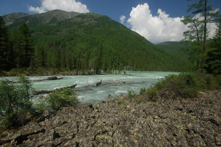 风景 小溪 美女 场景 森林 洪水 美丽的 生态学 岩石